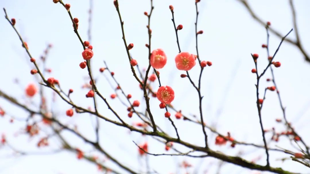 1738997182328008.jpg 67a46b61e4b083c4ab37c067.jpg