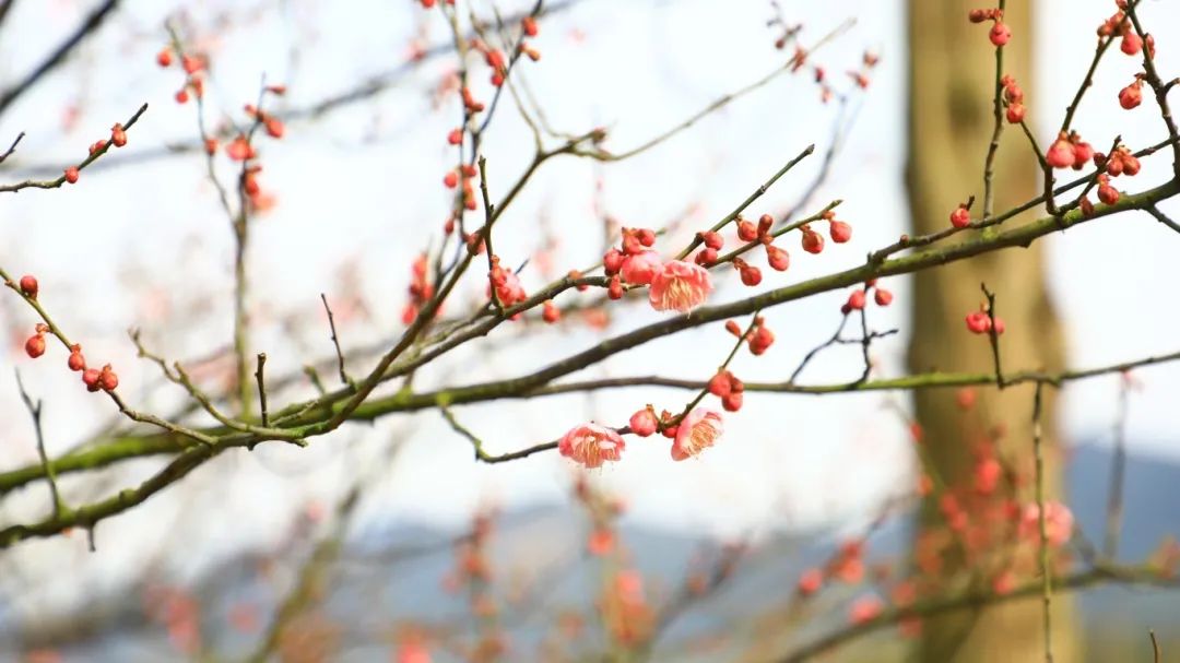 1738997232843689.jpg 67a46b64e4b083c4ab37c06f.jpg