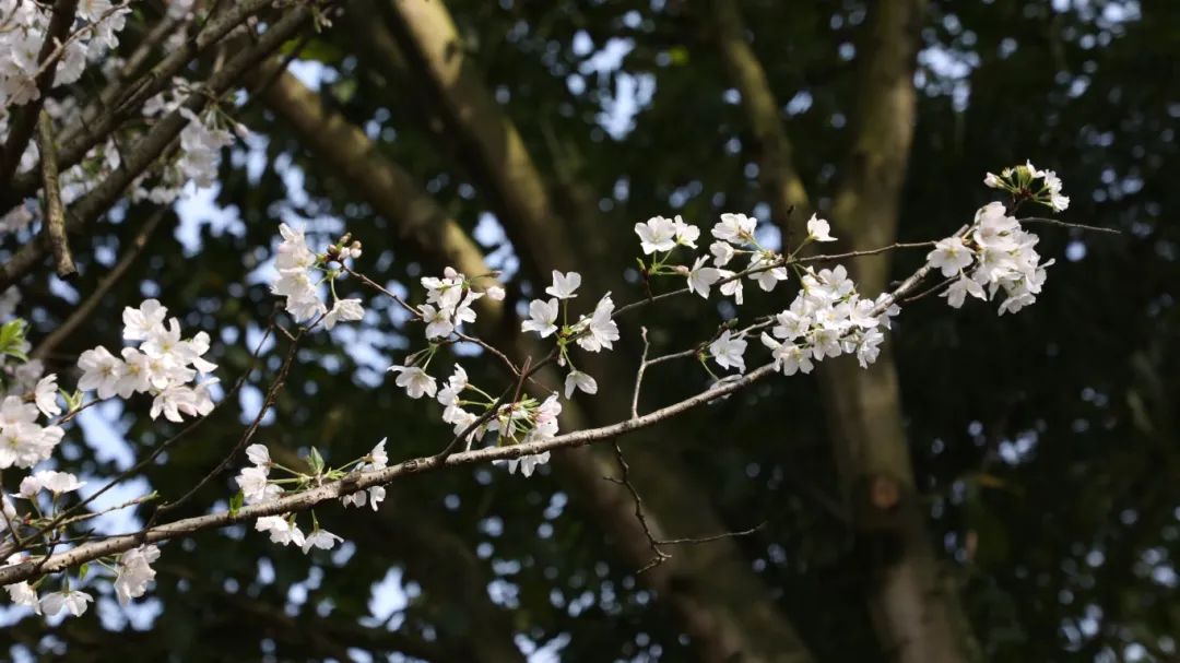 1742866643939661.jpg 微信圖片_20250325093438.jpg