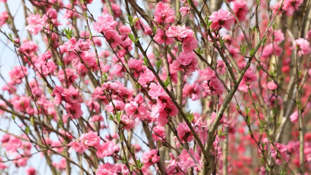 1742866708332236.jpg 微信圖片_20250325093819.jpg