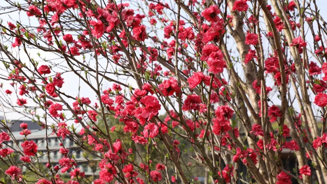 1742866844301829.jpg 微信圖片_20250325094037.jpg