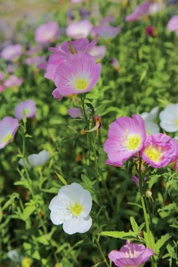 1745202293979604.jpg 微信圖片_2025-04-21_102253_934.jpg